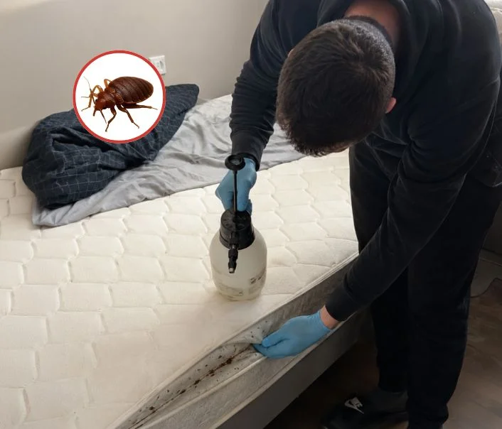 Technicien traitant un matelas contre les punaises de lit à Aulnay-sous-Bois